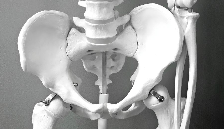 Modelo anatómico de pelvis humana para salud pélvica